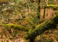 Aged evergreen tree with a weathered bark texture, partially covered in a layer of moss