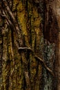 Aged evergreen tree with a weathered bark texture, partially covered in a layer of moss