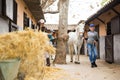 Aged farmer woman leading white horse outdoors along stables