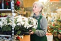 Aged female florist arranging blooming white poinsettias in pots Royalty Free Stock Photo