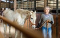 Aged female stable worker leading white horse by bridle in barn Royalty Free Stock Photo