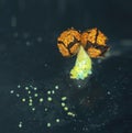 Aged fruit body of a slime mold Physarum polycephalum