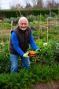 Aged gardener harvesting carrots