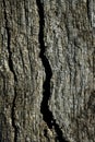 Aged gray wood macro texture for background Royalty Free Stock Photo