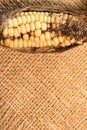 AGED HARDENED CORN ON THE COB ON A PIECE OF HESSIAN