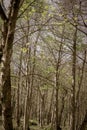 Aged image birch tree forest