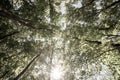 Aged image effect green forest canopy overhead