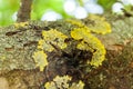 Aged lichen tree branch background Royalty Free Stock Photo