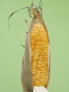 aged maize close up view ,corn seeds
