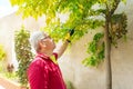 Aged man taking care of plants while wearing casual clothes with gardening gloves in the garden at home Royalty Free Stock Photo