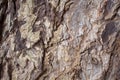 Aged oak tree bark closeup texture photo. Rustic tree trunk closeup. Royalty Free Stock Photo