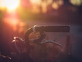 Aged Old Bicycle Handlebar in Backlight