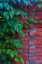 Weathered old rough dark red brick wall with wild grape shoots, brick blocks Royalty Free Stock Photo