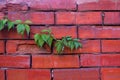 Weathered old rough dark red brick wall with wild grape shoots, brick blocks Royalty Free Stock Photo