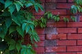 Weathered old rough dark red brick wall with wild grape shoots, brick blocks Royalty Free Stock Photo