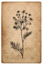 Aged paper texture dill plant silhouette Vintage background