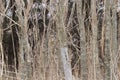 Aged photo of wooden fence post with barbwire in a pasture Royalty Free Stock Photo