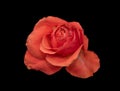 Aged pink red rose blossom macro, black background Royalty Free Stock Photo