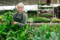 Aged saleswoman preparing potted plants for sale in garden shop