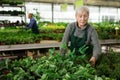 Aged saleswoman preparing potted plants for sale in garden shop