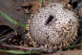 Aged Spiny puffball, Lycoperdon echinatum, in fallen leaves. Macro. Focus stacked image. Royalty Free Stock Photo