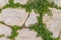 Aged stone brick wall with green ivy leaf in Matera, Italy using Royalty Free Stock Photo