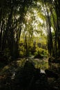 Aged tile-roofed building in bamboo behind pond in morning