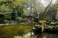 Aged tree near pond in sunny winter afternoon,Chengdu