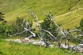 Aged tree resting amongst lush green hills on Zlatibor mountain, Serbia Royalty Free Stock Photo