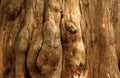 Aged tree skin