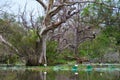 Aged tree standing in swamp