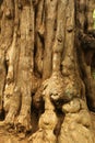 Aged tree stem