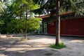 Aged tree in yard of ancient Chinese building on sunny summer da Royalty Free Stock Photo