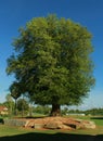 An aged very old tamarind tree.