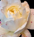 Aged white rose blossom with red veins, rain drops macro, black background, fine art still life close-up of a single bloom Royalty Free Stock Photo