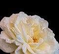 Aged white yellow rose blossom macro, black background, fine art still life close-up of a single bloom Royalty Free Stock Photo