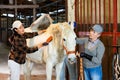 Aged woman holding by bridle horse in stall while Asian woman grooming animal