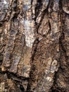 Aged Wood Texture and Rough Tree Bark Royalty Free Stock Photo