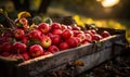 An aged wooden crate is being used to pick up apples. A wooden crate filled with lots of red apples Royalty Free Stock Photo