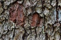 Aged worn tree bark close up with small moss Royalty Free Stock Photo