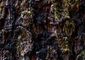 Aged worn tree bark close up with small moss Royalty Free Stock Photo