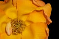 Aged yellow orange rose blossom with rain droplets macro Royalty Free Stock Photo