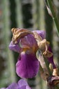 Ageing Iris Royalty Free Stock Photo