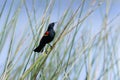 Agelaius phoeniceus, red-winged blackbird