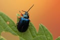 Agelastica alni insect on a leaf Royalty Free Stock Photo