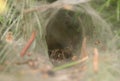 Agelena labyrinthica - male Royalty Free Stock Photo