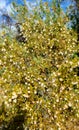 Ageless CREOSOTE Chaparral Tree Bush Plant Fuzzy White Seed Pods Native Desert Vegatation Plant Foliage