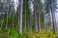 Agelong timber stand of European spruce Royalty Free Stock Photo