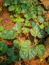 agenaria siceraria, bottle gourd plant, pumpkin and cucumber plantation in farmland. Royalty Free Stock Photo