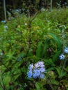 Ageratum, Ageratum houstonianum